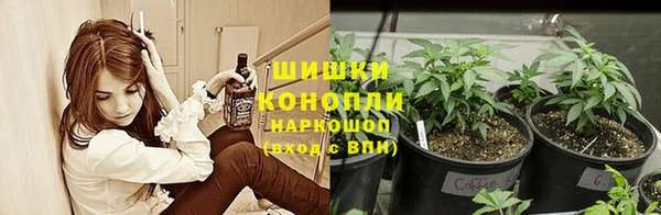 прущие грибы Верхний Тагил