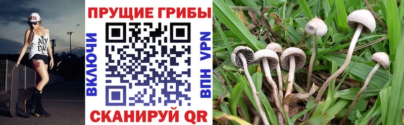 Галлюциногенные грибы мухоморы  Осинники 